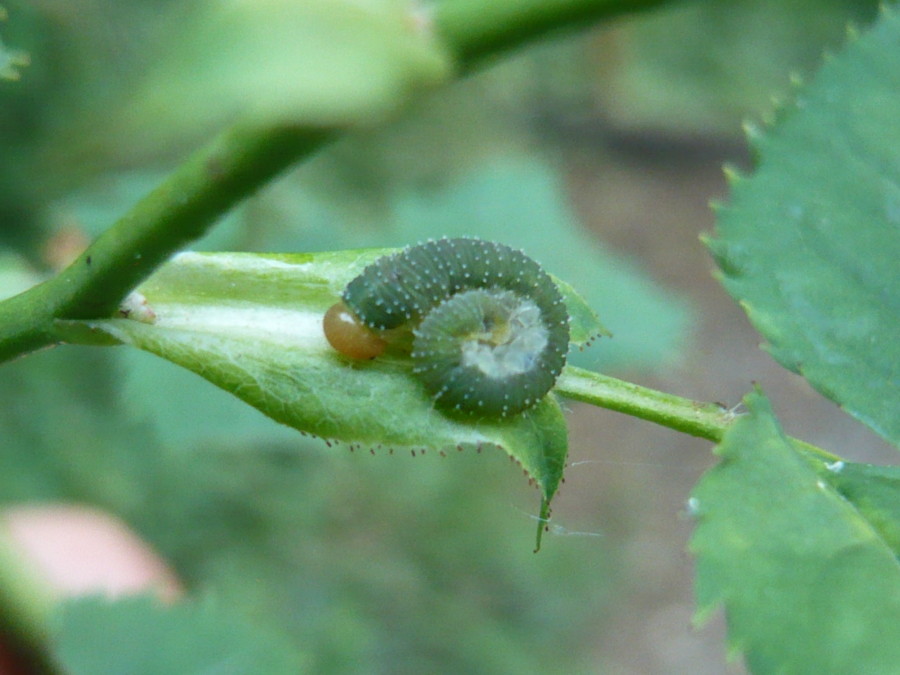 bruco acciambellato: forse Athalia rosae (Tenthredinidae)
